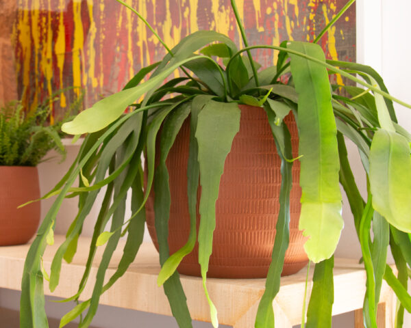 CACHE-POT AURA - Image 9