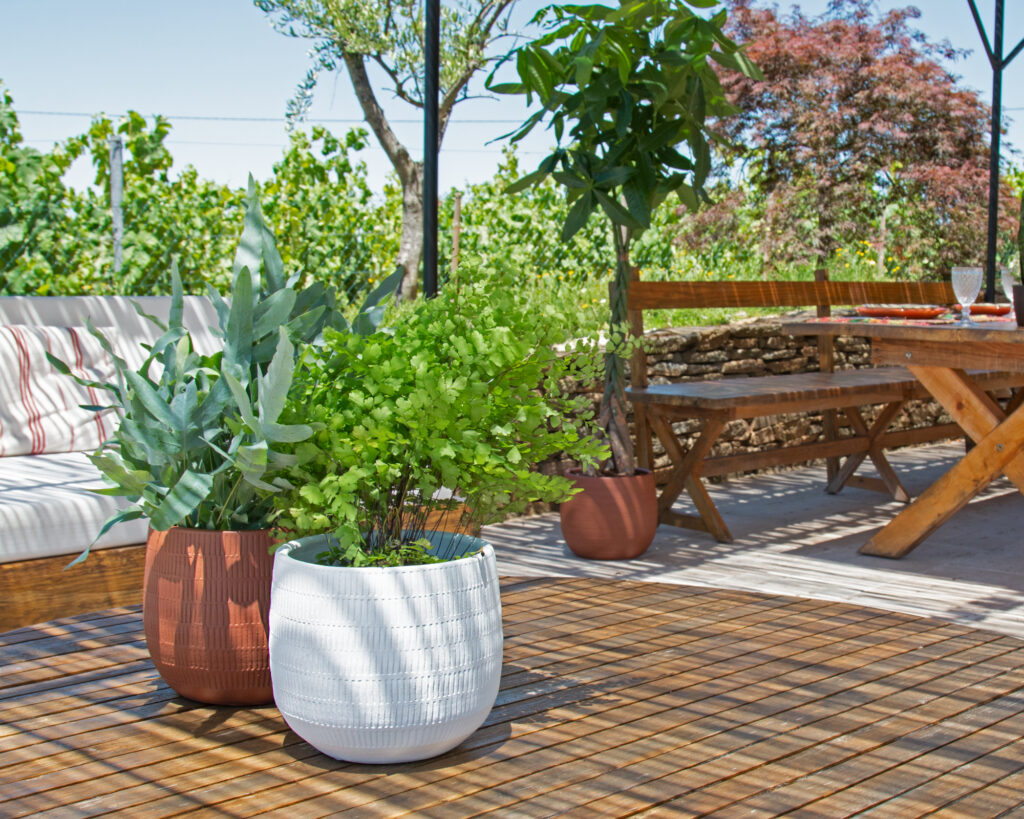 Succulent care mistakes