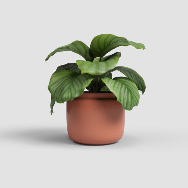 CACHE-POT ASTREA - Image 2
