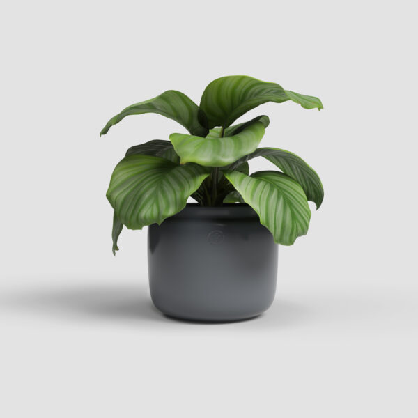 CACHE-POT ASTREA - Image 8