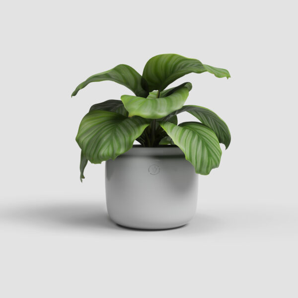 CACHE-POT ASTREA - Image 12
