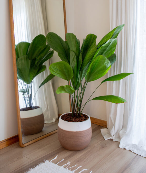 CACHE-POT ANTHEIA - Image 7