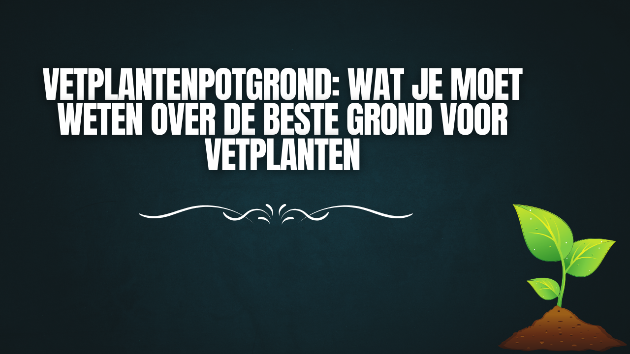 Vetplantenpotgrond: Wat je moet weten over de beste grond voor vetplanten