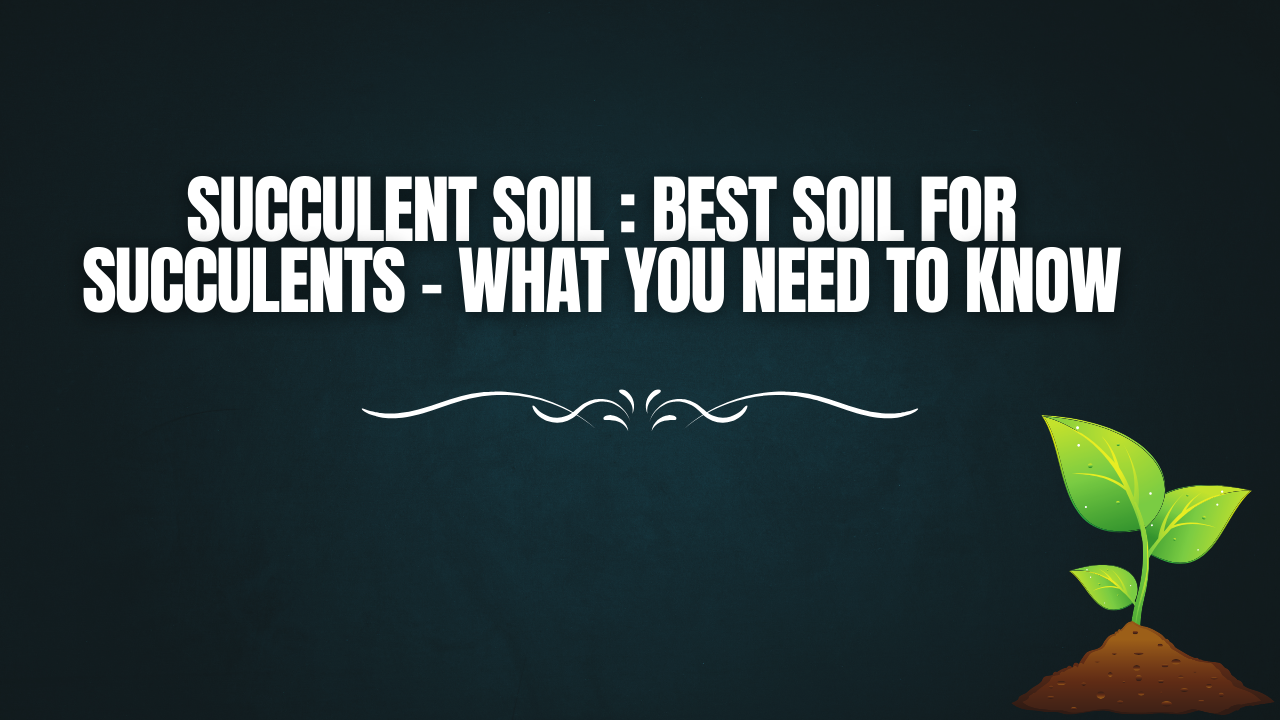 Succulent Soil: Best Soil for Succulents – What You Need to Know