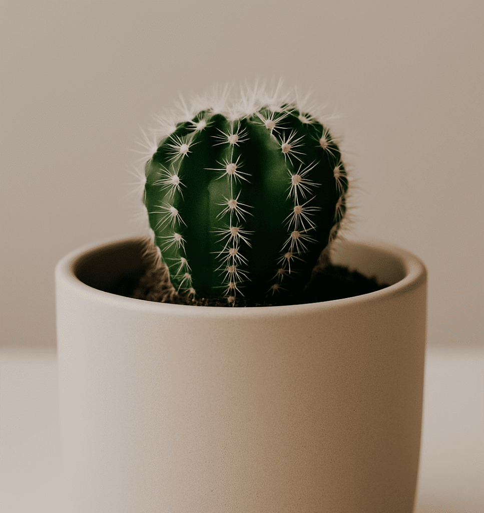 how often to water cactus